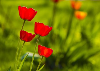 Lale bir çimenlikte