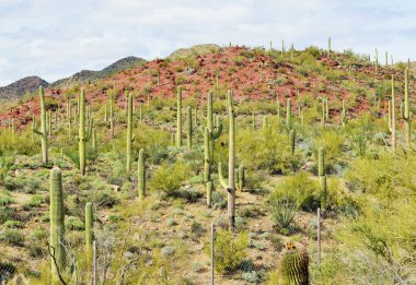 Bir Saguaro orman ve Arizona Çölü renkli tepeler