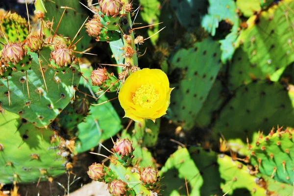 Uma flor amarela do cacto da Pêra Espinhosa — Fotografia de Stock