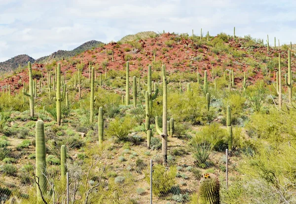 A Saguaro forest and colored hills of the Arizona desert — Stock Photo, Image