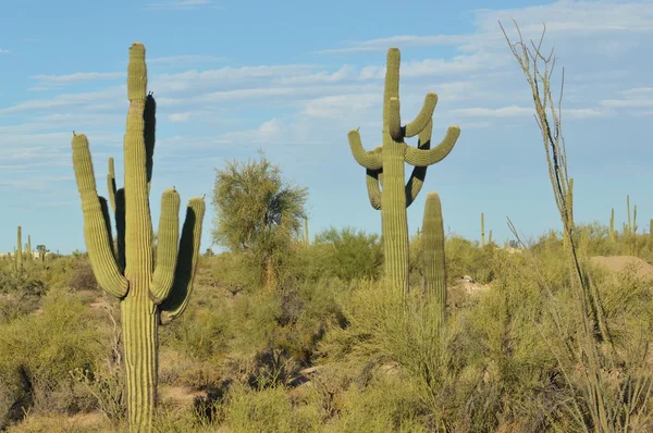 Saguaro cacti in perspective — Stock Photo, Image