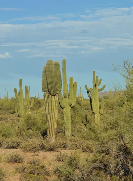 Saguaro cactus group in the Arizona desert — Stock Photo, Image