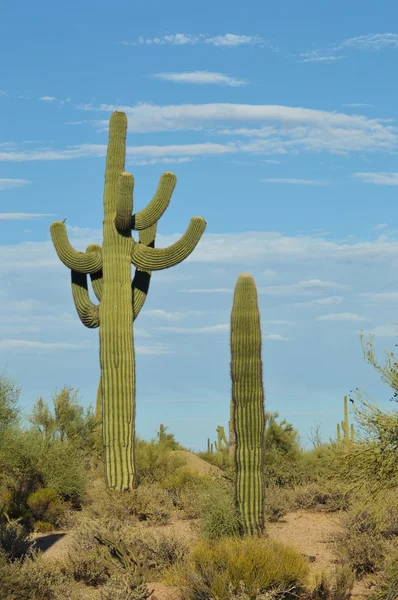 Saguaro'lar yaşlı ve genç