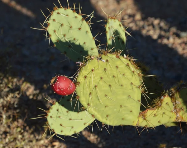 Rote Früchte des Kaktusfeigenkaktus — Stockfoto