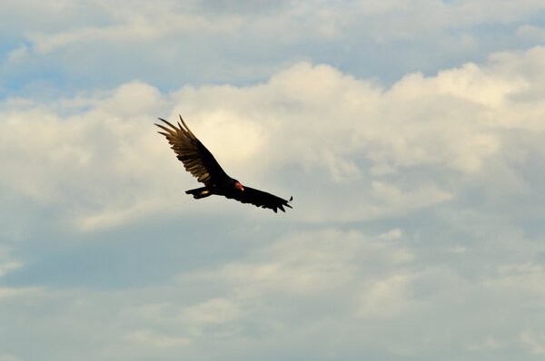 Buzzard in flight over Bartlett Lake