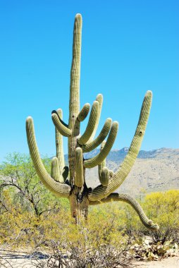 Bir Saguaro ve onun birçok silah