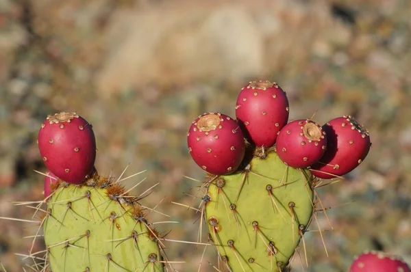 Red fruit of the Prickly Pear cactus. — Stock Photo, Image