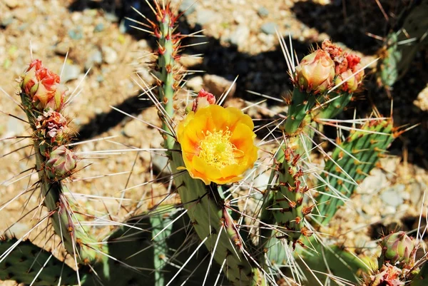 Yellow flower of the Prickly Pear cactus. — Stock Photo, Image