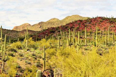 Saguoro kaktüsler Güney Arizona Çölü'nde orman.