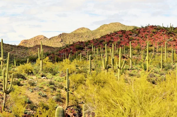 A forest of Saguoro cacti in the southern Arizona desert. — Stock Photo, Image