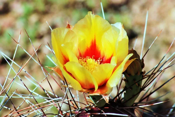 Yellow and red flower of the Prickly Pear cactus — Stock Photo, Image