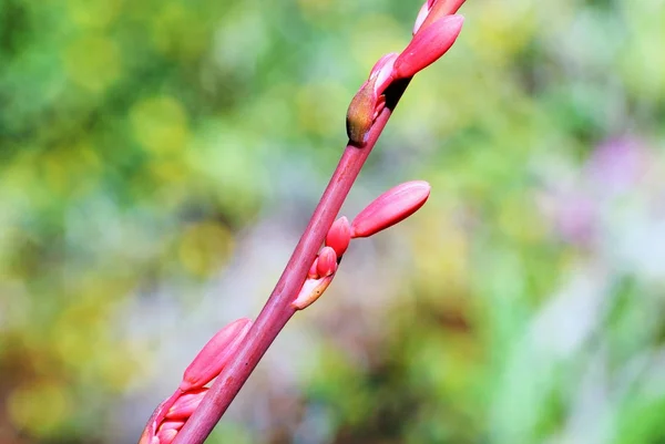 Branch with red buds — Stock Photo, Image