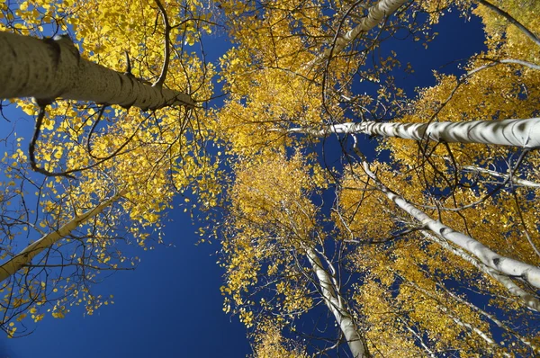 Feuilles d'automne dans les verrières des trembles — Photo