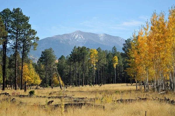 Fogliame autunnale nelle montagne dell'Arizona settentrionale — Foto Stock