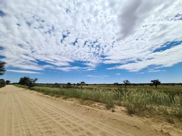南非Kgalagadi Kalahari长沙砾路 夏季雨水充沛 — 图库照片