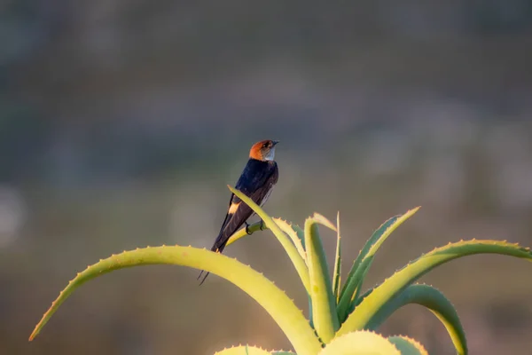 Stripe Swallows Western Cape South Africa Sitting Aloe Vera Plant — Stock Photo, Image