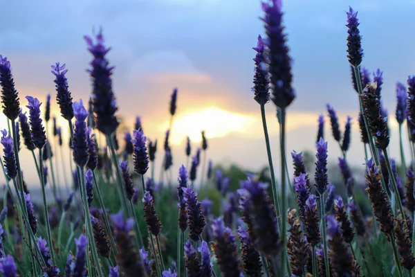 Lavender Paints Landscape Purple Flowers Amazing Fragrant — Stock Photo, Image