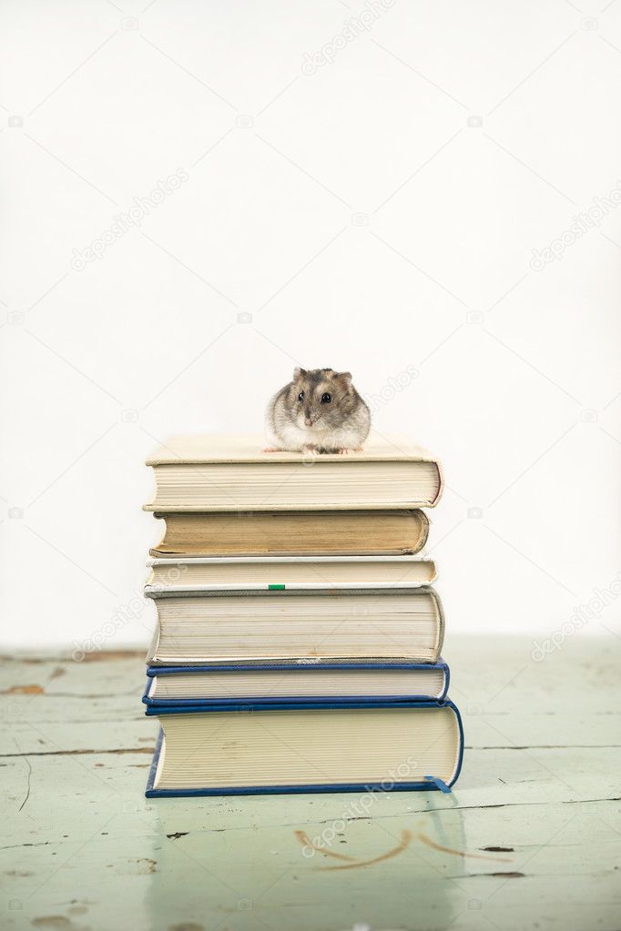 hamster standing on the books