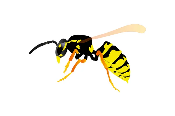 Wasp Bee Flat Icon Insects Vector Mammal Illustration — Stock Vector