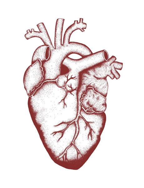 Διάνυσμα Ανθρώπινης Καρδιάς Ανατομικά Σωστό Ζωγραφισμένο Στο Χέρι Τέχνης Ποϊντιλισμός — Διανυσματικό Αρχείο