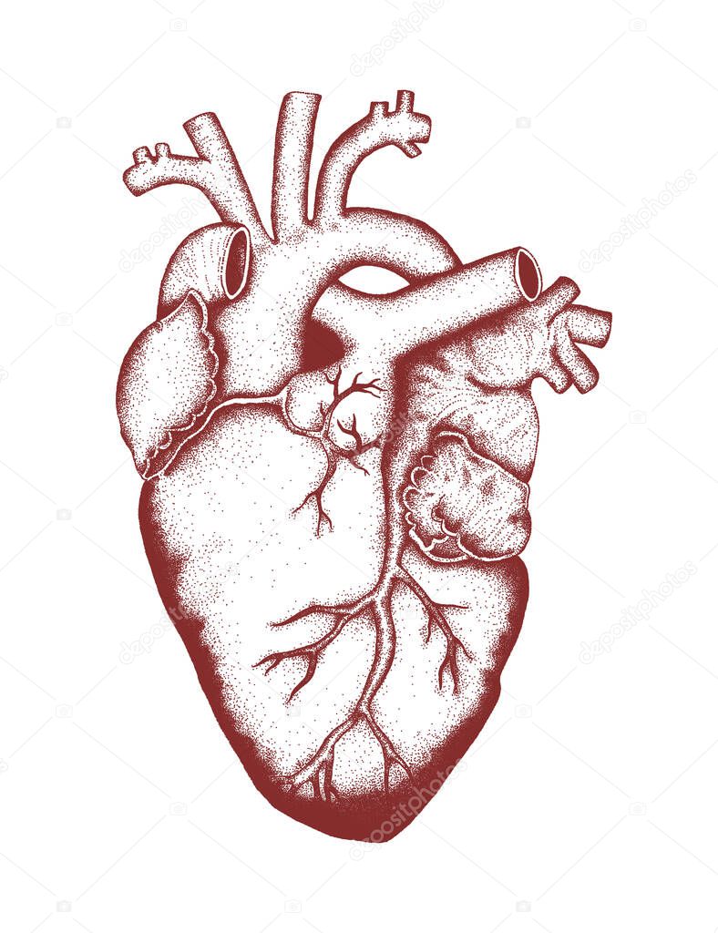 Vector human heart anatomically correct hand drawn art. Pointillism. 
