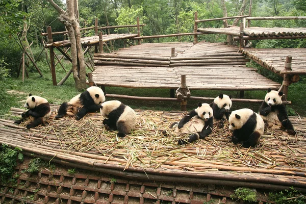 De nombreux pandas jouent et mangent du bambou — Photo