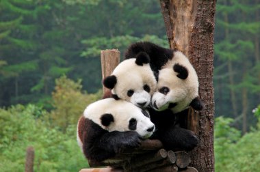 Three pandas clipart