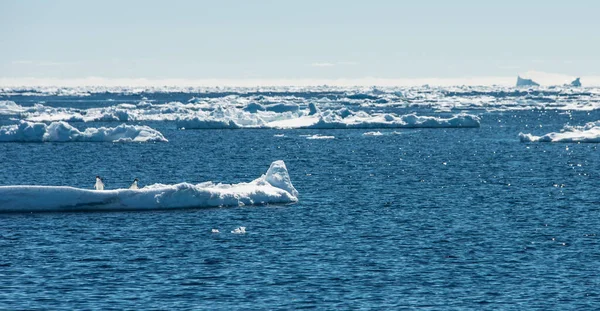 海の南極海岸近くの春 — ストック写真