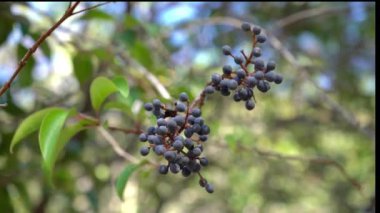 Miyoporum laetum ağacının meyveleri, aynı zamanda Evergreen olarak da adlandırılan istilacı bir çalı.