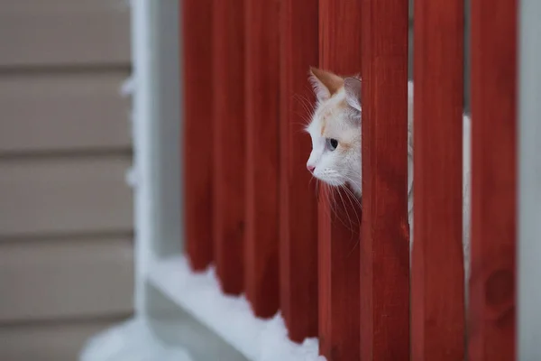 White cat in the country house scaredly watching the first snow. Cat is sitting on the red wooden porch