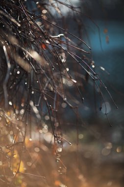 Sonbahar dalları ve güneş ışığında su damlaları. Dikey format. Kahverengi, mavi ve turuncu renkler. Sabah erkenden