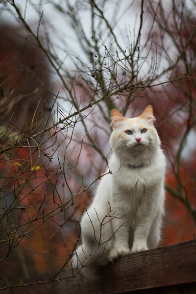 White fluffy cat standing on the wooden crate in bright november day. Adorable autumn bokeh. Vertical orientation. Cottagecore aesthetics, rural and everyday life concept.