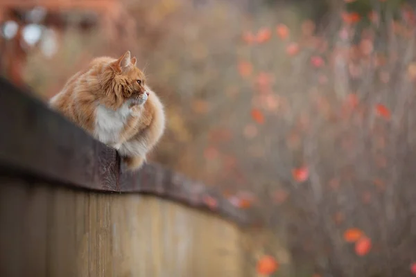 Gato Peludo Rojo Acostado Valla Madera Día Otoño Adorable Bokeh — Foto de Stock