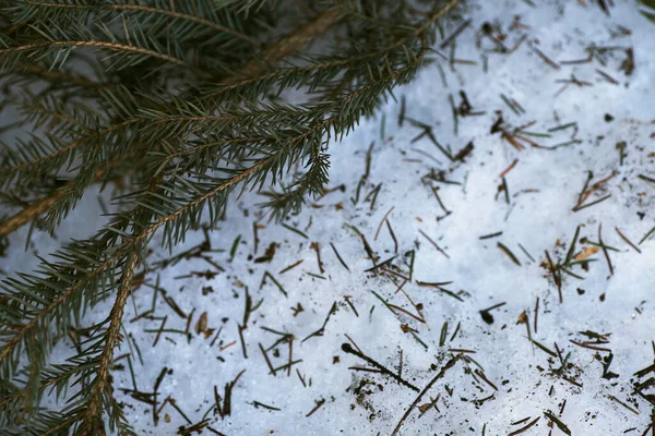 Winterhintergrund mit Eis, Schnee, Tannennadeln und Zapfen — Stockfoto