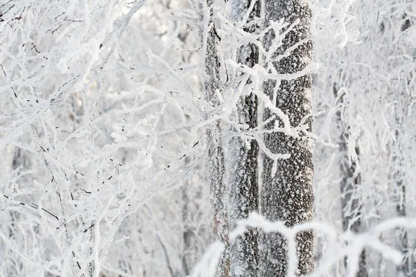 Floresta nevada congelada fundo de inverno branco — Fotografia de Stock