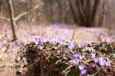 Vahşi irisli bahar ormanı. Mor yürüyüş çiçekleri çiçek açar. Ormandaki çiçekler arasındaki patika, ilkbahar