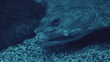 Çiğnenen balıklara yakın çekim. Dil balığı denizin dibinde, taşın yanında yatıyor.. 