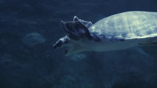 Grüne Meeresschildkröte schwimmt unter Wasser. — Stockvideo