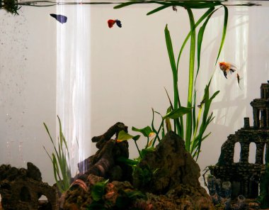 Ev akvaryumunda küçük tropikal balıkların hayatı