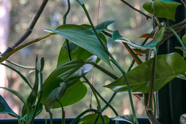 Grote filodendron bladeren voor het raam. — Stockfoto