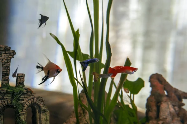 Vida de pequeños peces tropicales en el acuario casero — Foto de Stock