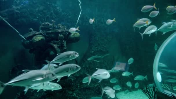 Flock of caranx fishes swimming on bottom of large aquarium in oceanarium. — Stock Video