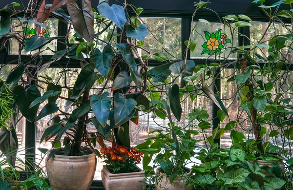 Decoration of the window with pots with home plants such as philodendron, chrysanthemums and syngonium in winter garden — Stock Photo, Image