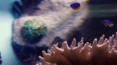 Kripterler ve siganus vulpinalar deniz taşları ve mercan polipleri arasında yüzerler..