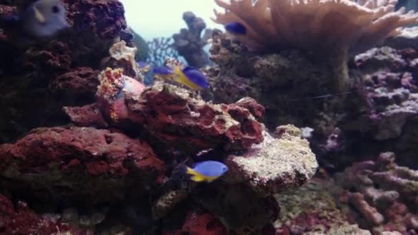 Chrysipteras e siganus vulpinas nadando entre pedras marinhas e pólipos de coral. — Vídeo de Stock