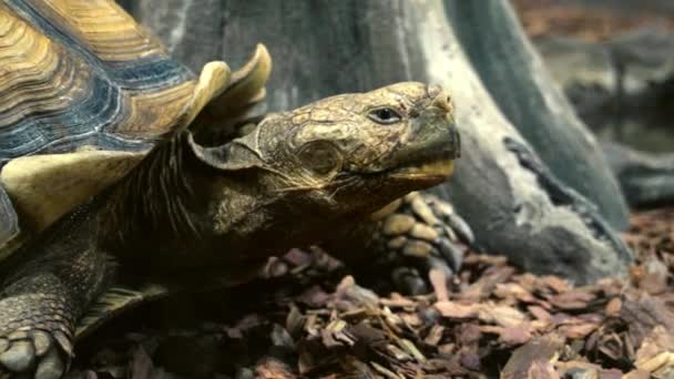 Closeup of central asian tortoise looking around. — стоковое видео