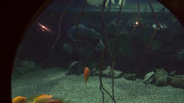 Cichlid fishes swimming in large freshwater aquarium among another fishes. — Stock Video