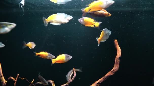 Σμήνος από μελανοτένια ψάρια που κολυμπούν σε μεγάλο ενυδρείο. — Αρχείο Βίντεο