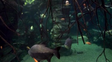 Farklı tatlı su balıklarına sahip büyük bir akvaryum.. 