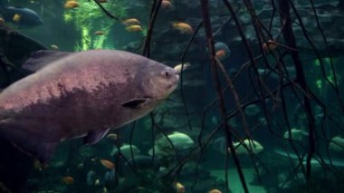 Kahverengi Pacu ve perakende yayın balığı akvaryumda kameranın önünden yüzüyor.. 